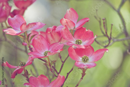 Pink dogwood branches in spring with green background