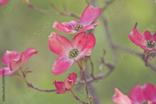 Pink dogwood branches in spring with green background