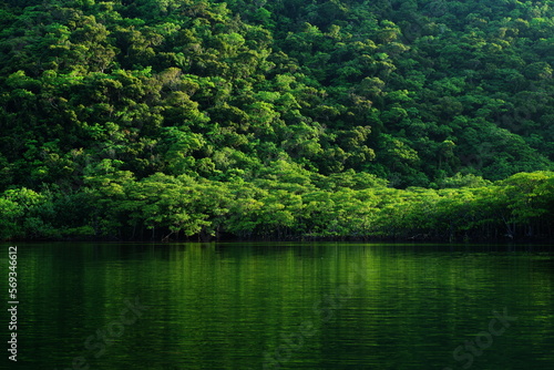 沖縄県西表島浦内川と森 © 雅文 竹澤