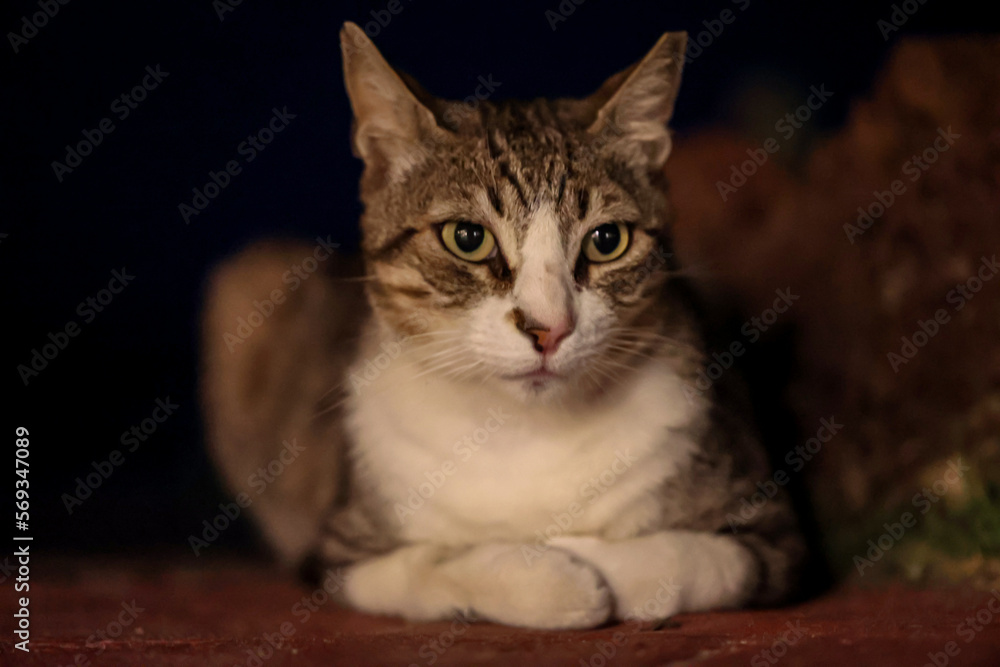 Portrait, Nahaufnahme einer Katze, einer Dorfkatze.