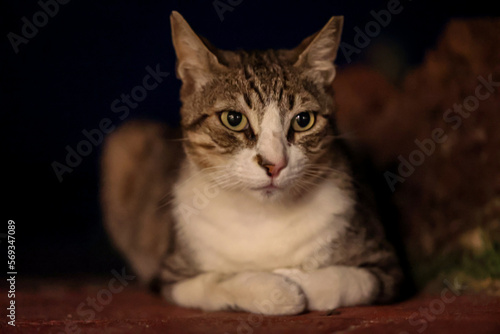 Wallpaper Mural Portrait, Nahaufnahme einer Katze, einer Dorfkatze. Torontodigital.ca