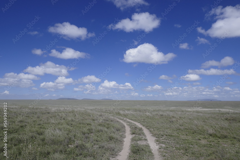 Fototapeta premium Grassland landscape in the Serengeti