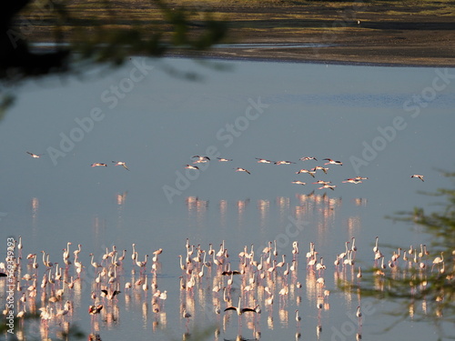 flock of flamingos in a lake