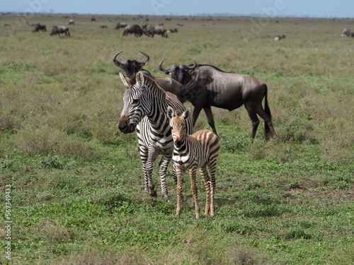 Zebra with foal and wildebeest