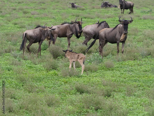 Wildebeest with calf