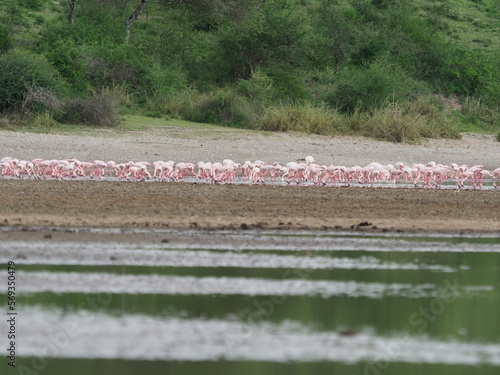 Flamingos on Lake Ndutu photo