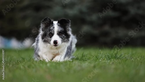 Slow motion of a playful border collie dog with a pedigree is running in a green park forest towards the camera and lay down on grass