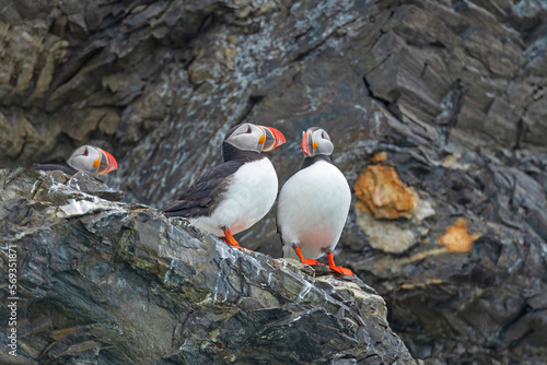 A Pair of Atlantic Puffins on a Cliff