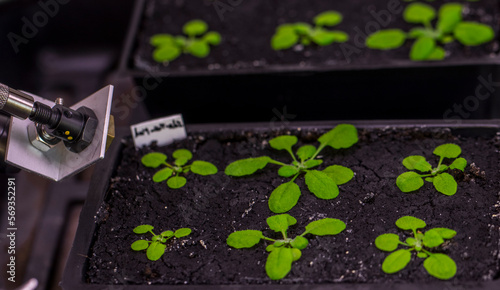 Thale cress - Arabidopsis thaliana is a model organism to study plant biology. 