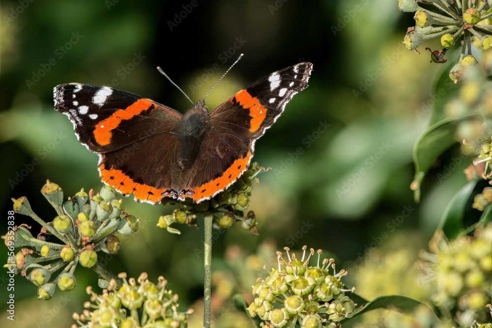 Red Admiral butterfly