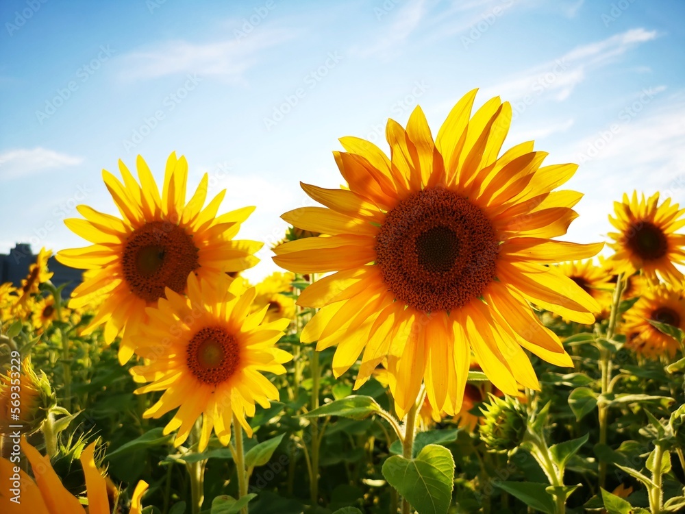 Fototapeta premium field of sunflowers