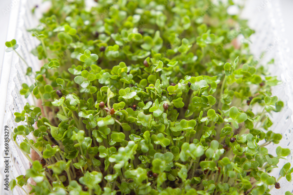 Close-up view of microgreens of cabbage. Selective focus. Close-up view of microgreens of cabbage. Selective focus.