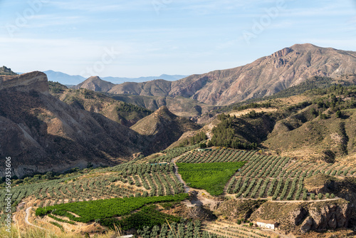 Vineyard in the mountains of Spain