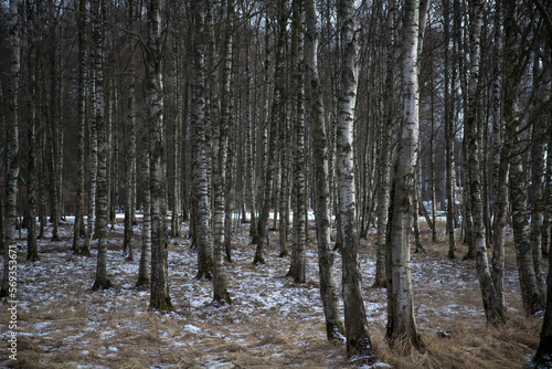 Winter Birch forest in Europe low snow