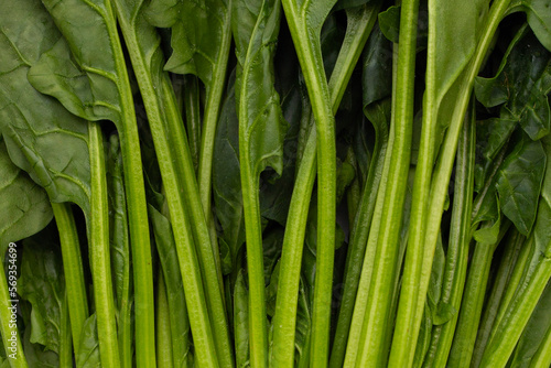 Fresh green leaves of spinach