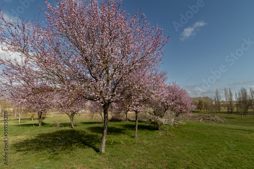 FLORACIÓN DEL CIRUELO. EN PRIMAVERA.