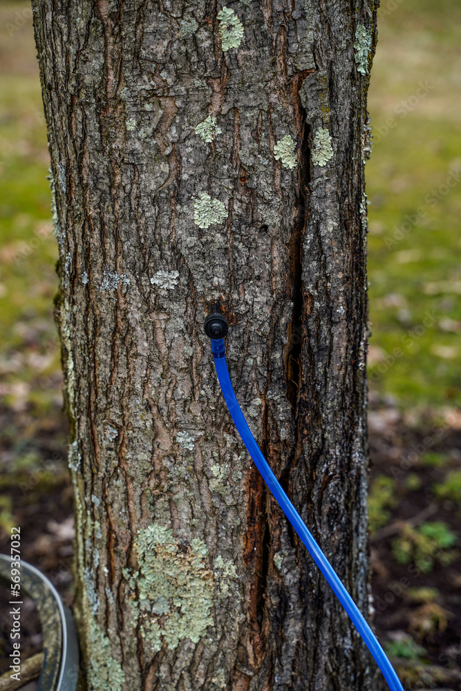 Fototapeta premium Tapping a maple tree. Blue hose hanging from tree. 