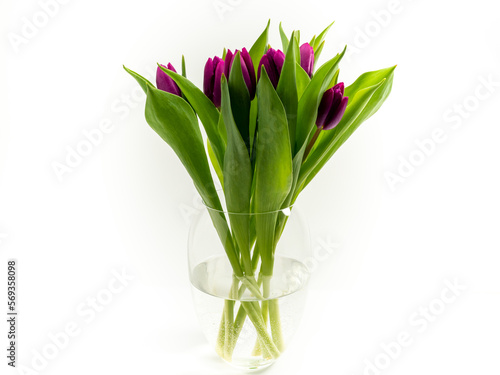 Tulips on a white background. Purple tulips. Close-up.