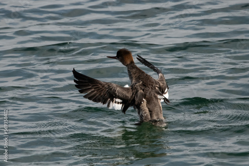 A red-breasted merganser female in wing flap.