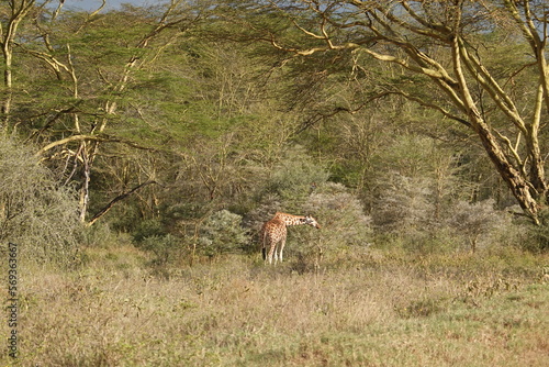 Fototapeta Naklejka Na Ścianę i Meble -  Kenya - Lake Nakuru National Park - Giraffe