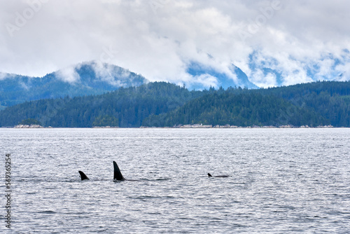 Orcas in Johnstone Strait Vancouver Island. A pod of Orcas feeding and swimming in Johnstone Strait, British Columbia.
