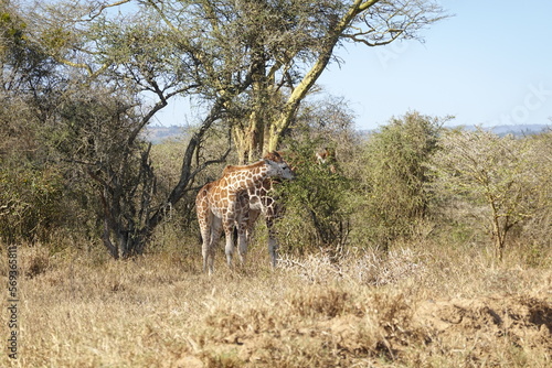 Kenya - Lake Nakuru National Park -  Giraffe