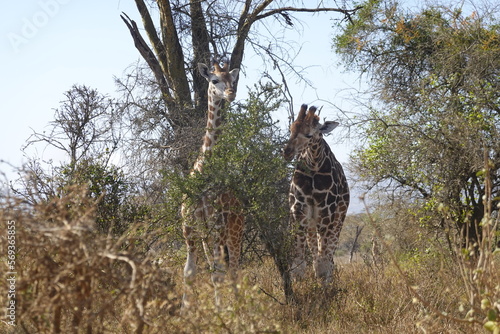 Kenya - Lake Nakuru National Park - Giraffe