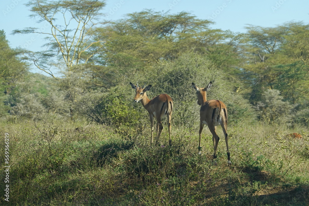 Naklejka premium Kenya - Lake Nakuru National Park - Impala