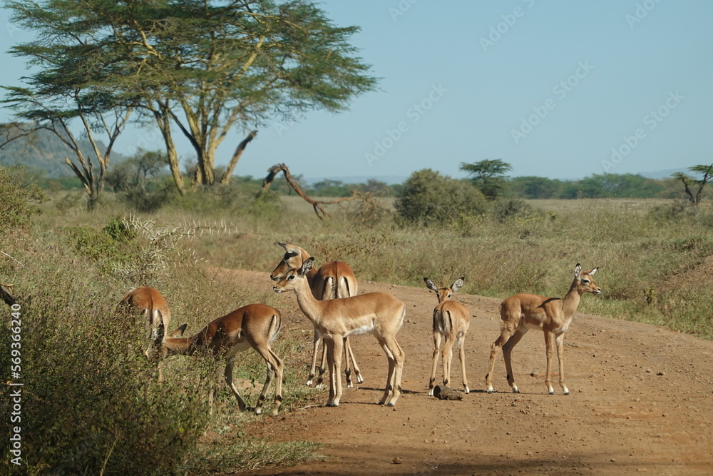 Kenya - Lake Nakuru National Park - Impala Kenya - Lake Nakuru National Park - Impala