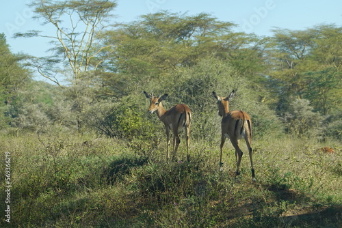 Kenya - Lake Nakuru National Park - Impala