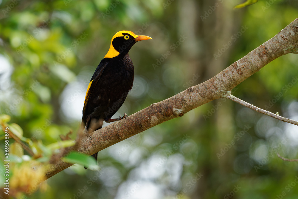 Regent Bowerbird - Sericulus chrysocephalus medium-sized sexually ...