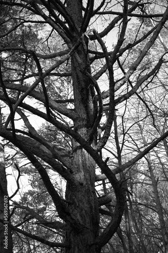 tree