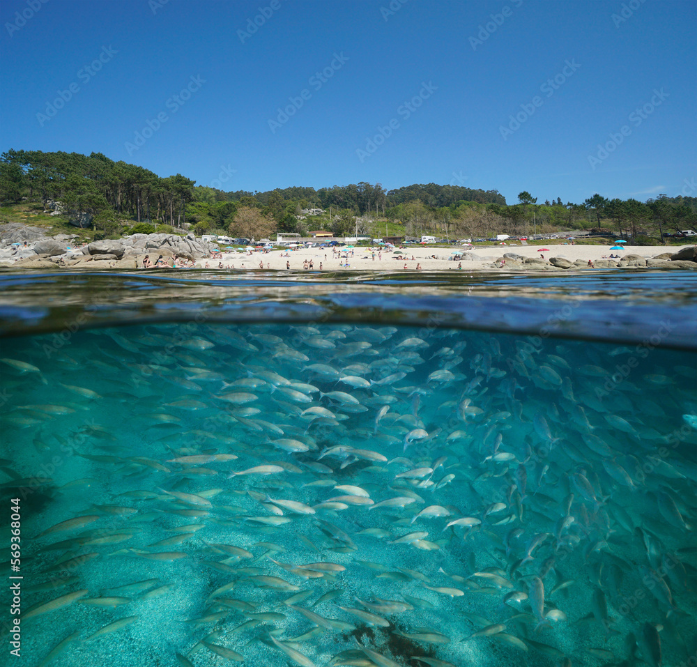 Spain Atlantic coast beach in summer with shoal of fish underwater in the ocean, split view over and under water surface, Galicia, Rias Baixas, Bueu