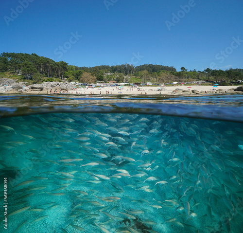 Spain Atlantic coast beach in summer with shoal of fish underwater in the ocean  split view over and under water surface  Galicia  Rias Baixas  Bueu