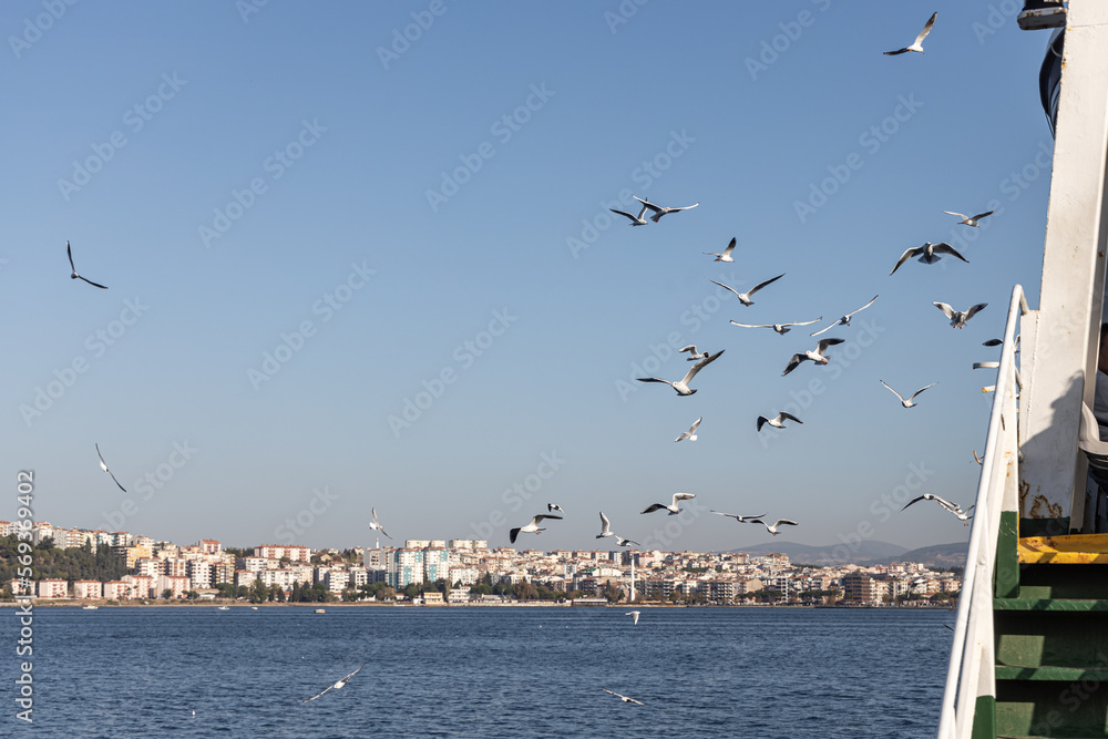 A beautiful flock of white gulls is flying in the blue sky under the sea