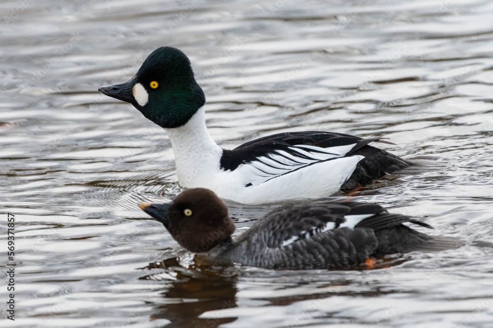 Male and female goldeneye ducks (Bucephala clangula), Edinburgh, Scotland. Male and female goldeneye ducks (Bucephala clangula), Edinburgh, Scotland.