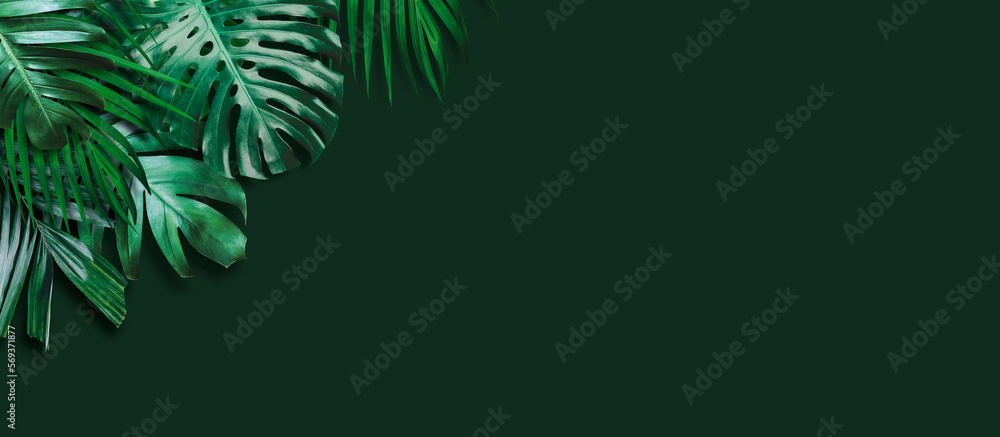 Fototapeta premium Tropical leaves banner on green background with copy space
