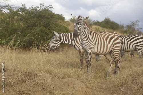 Kenya - Lake Nakuru National Park - Zebra