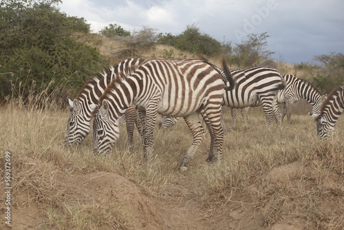 Kenya - Lake Nakuru National Park - Zebra