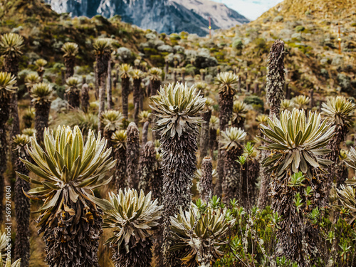 Los Nevados Frailejon Espeletia, Cactus Plants photo