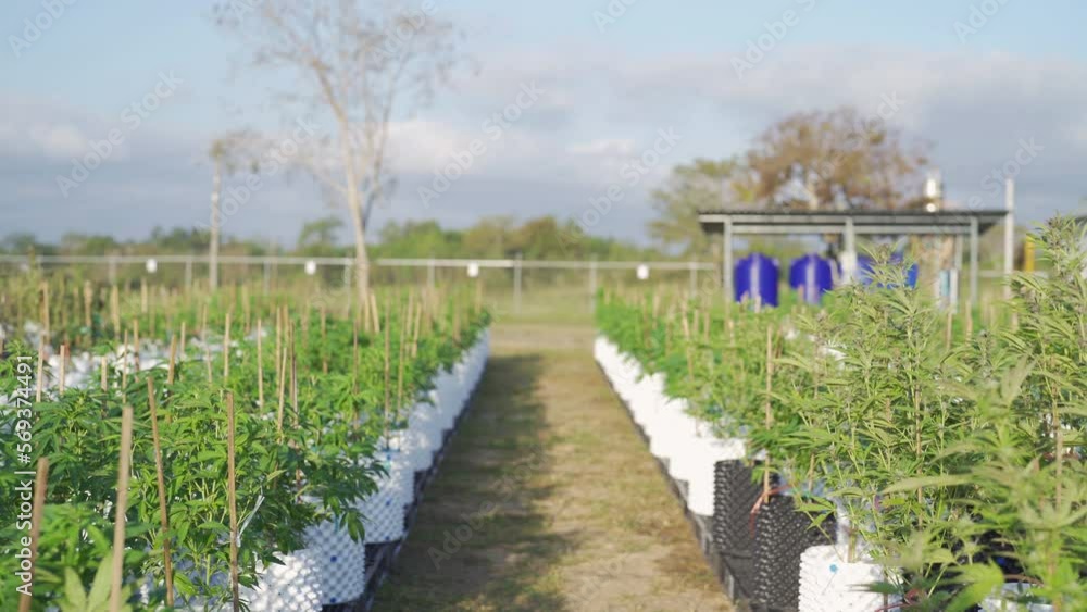Outdoor marijuana field, hemp or cannabis plant flower leaves farm lab. Organic product in laboratory in technology medical, healthcare, research concept. Natural food. Ganja narcotic weed Outdoor marijuana field, hemp or cannabis plant flower leaves farm lab. Organic product in laboratory in technology medical, healthcare, research concept. Natural food. Ganja narcotic weed