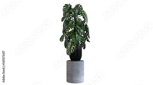 Plant 3d Rendering