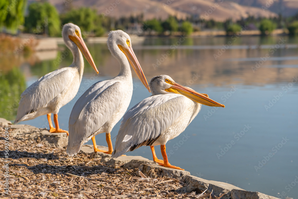 Three white American pelicans stand on the shore of Lake. Three white American pelicans stand on the shore of Lake.