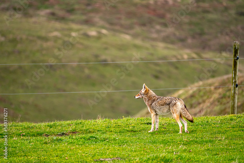Coyote (Canis latrans) standing in the meadow, Point Reyes, California photo