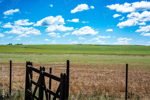 Wallpaper Mural View of a sown field in the Argentine Pampa and the blue sky with white clouds. Torontodigital.ca