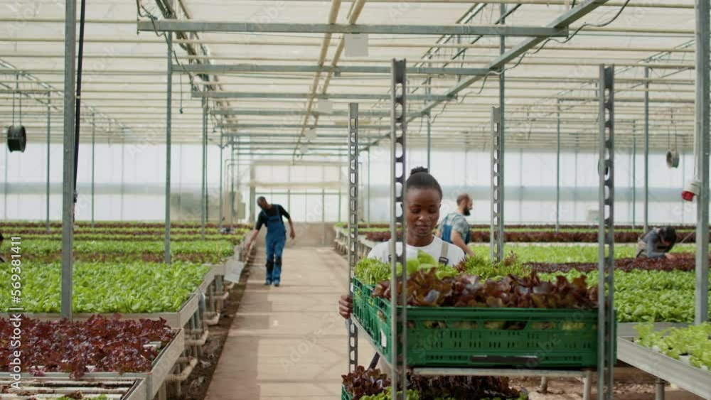African american greenhouse worker pushing rack of crates with lettuce harvest while diverse workers inspect plants development. Woman in organic farm preparing vegetables delivery for local market. African american greenhouse worker pushing rack of crates with lettuce harvest while diverse workers inspect plants development. Woman in organic farm preparing vegetables delivery for local market.