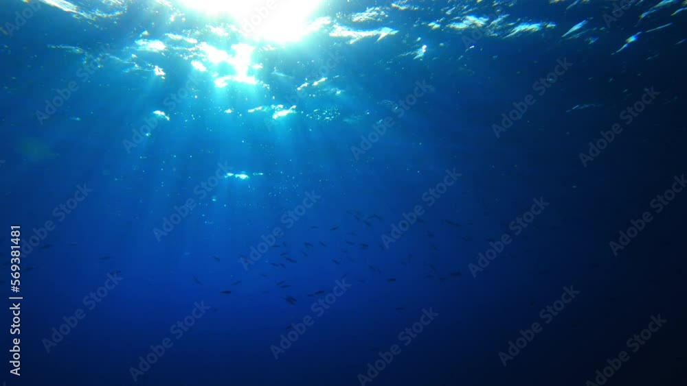 School Of Fish Swimming In Deep Blue Ocean On Sunny Day - Oahu, Hawaii School Of Fish Swimming In Deep Blue Ocean On Sunny Day - Oahu, Hawaii