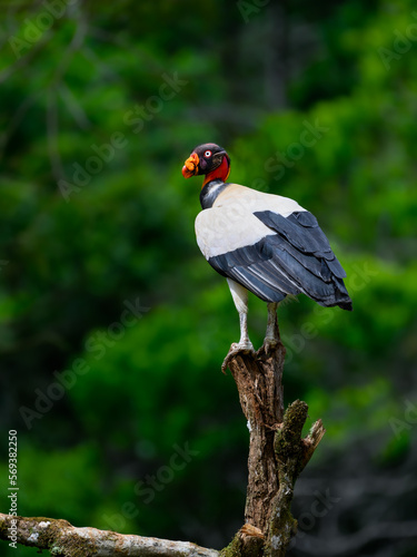 King Vulture standing on log, portrait against dark green background © FotoRequest