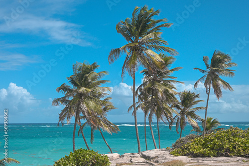 Fototapeta Naklejka Na Ścianę i Meble -  Coconut Trees in the Caribbean