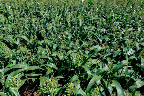 Foto Fodder sorghum plantation in countryside of  Sao Paulo state, Brazil